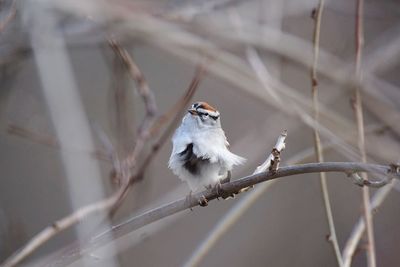 Bird perching on outdoors
