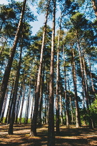 Low angle view of bamboo trees in forest
