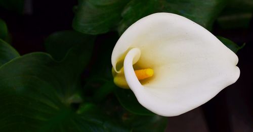 Close-up of white flowers