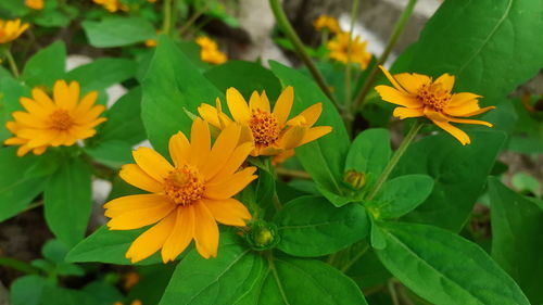 Close-up of yellow flowering plant