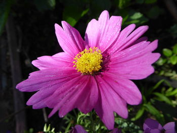 Close-up of pink flower