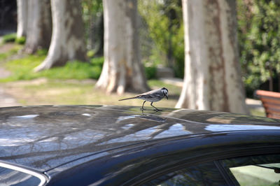 Bird perching on a tree