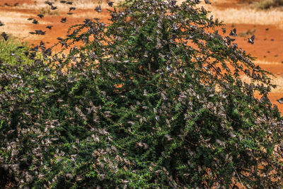High angle view of plants and trees