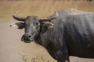 Buffalo half full eating grass, waterfront.