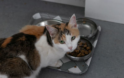 High angle portrait of cat eating food while sitting at home