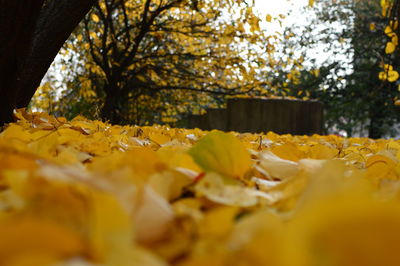 Close-up of yellow leaves on plant during autumn