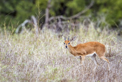 Portrait of deer walking on grassy land