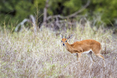 Side view of an animal on field