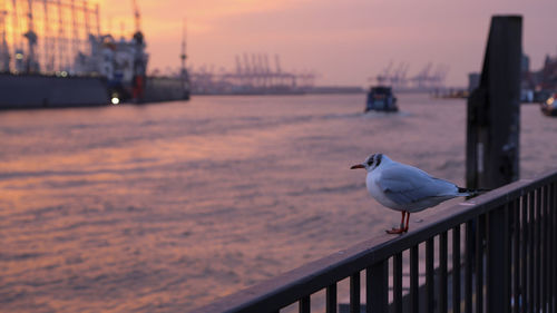 Seagull perching on railing