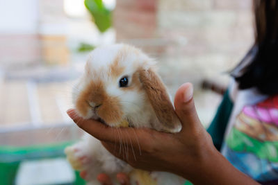 Midsection of woman holding rabbit