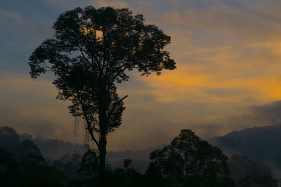 Low angle view of silhouette trees against sky at sunset