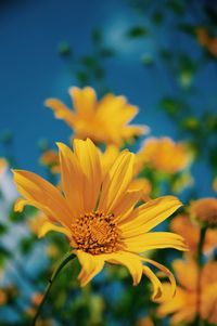 Close-up of yellow flowering plant