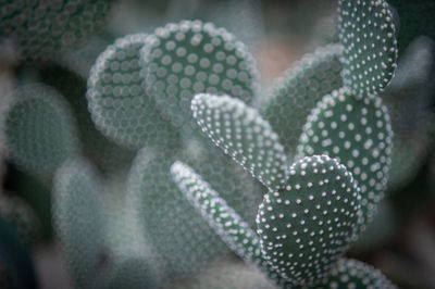 Close-up of succulent plant