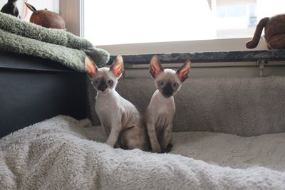 Cornish rex kittens