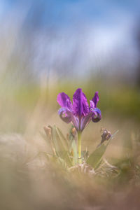 Close-up of purple flowering plant