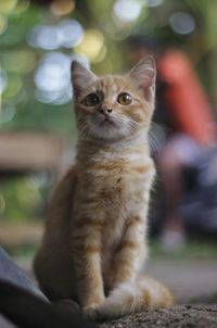 Close-up portrait of cat