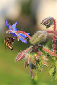 Close-up of butterfly pollinating on flower