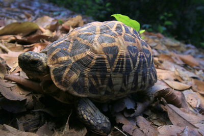 Close-up of turtle on ground