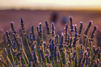 Close-up of purple flowering plants on field