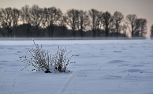 Bare tree on snow covered field against sky