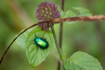 Close-up of green june beetle on plant