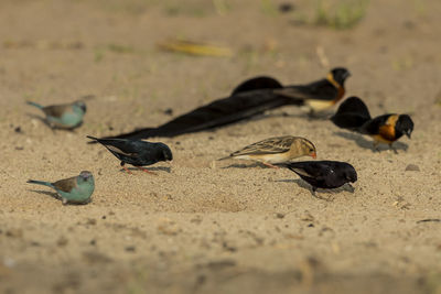 View of birds on sand