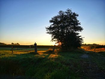 Tree on field against clear sky during sunset