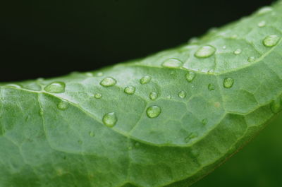 Close-up of raindrops on leaf