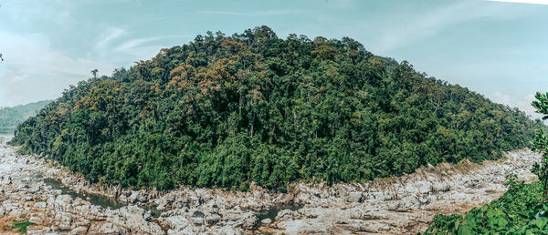 Plants growing on rock against sky