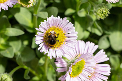 Close-up of bee pollinating on purple flower