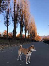 Dog on road against clear sky