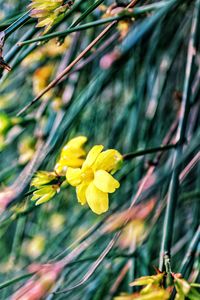 Close-up of yellow flower blooming outdoors