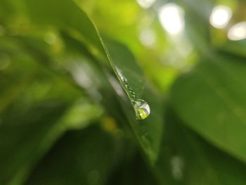 Water drop falling from a leaf.