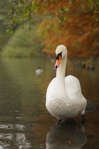 Swan swimming in lake