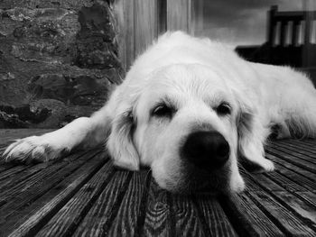 Close-up portrait of dog relaxing outdoors