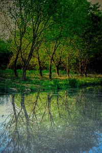 Scenic view of lake against trees