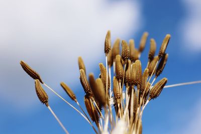 Close-up of stalks against blue sky