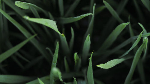 Close-up of plants against blurred background