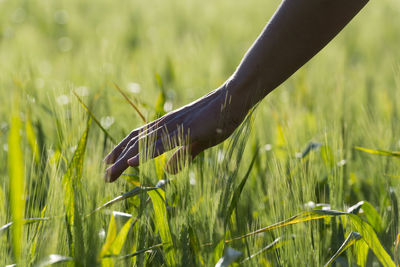 Close-up of hand in wheat field