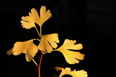 Close-up of yellow flower against black background