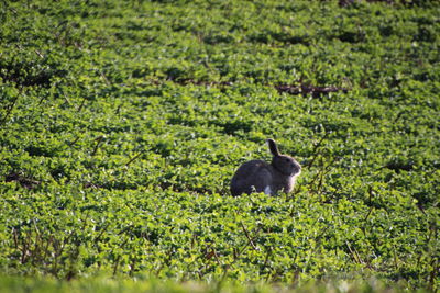 View of a bird on field