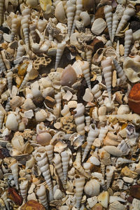 Full frame shot of seashells