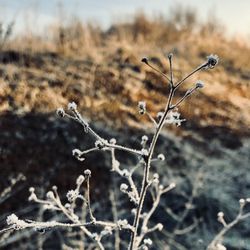 Close-up of dried plant on snow covered land