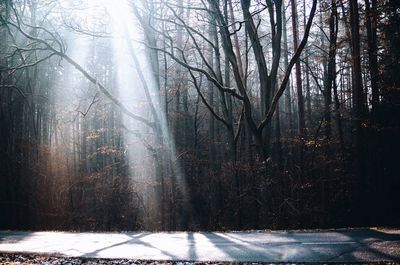 Trees in forest during winter