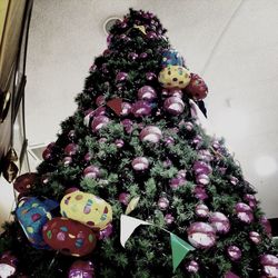 Low angle view of christmas tree
