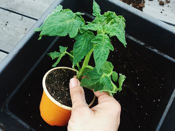 Close-up of hand holding potted plant