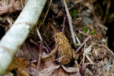 High angle view of frog on field