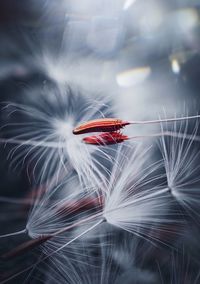 Close-up of dandelions growing outdoors