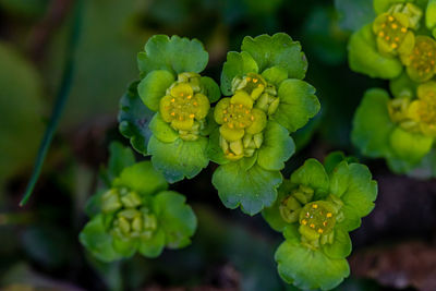 Close-up of yellow flowering plant