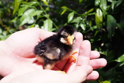 Close-up of hand holding a bird